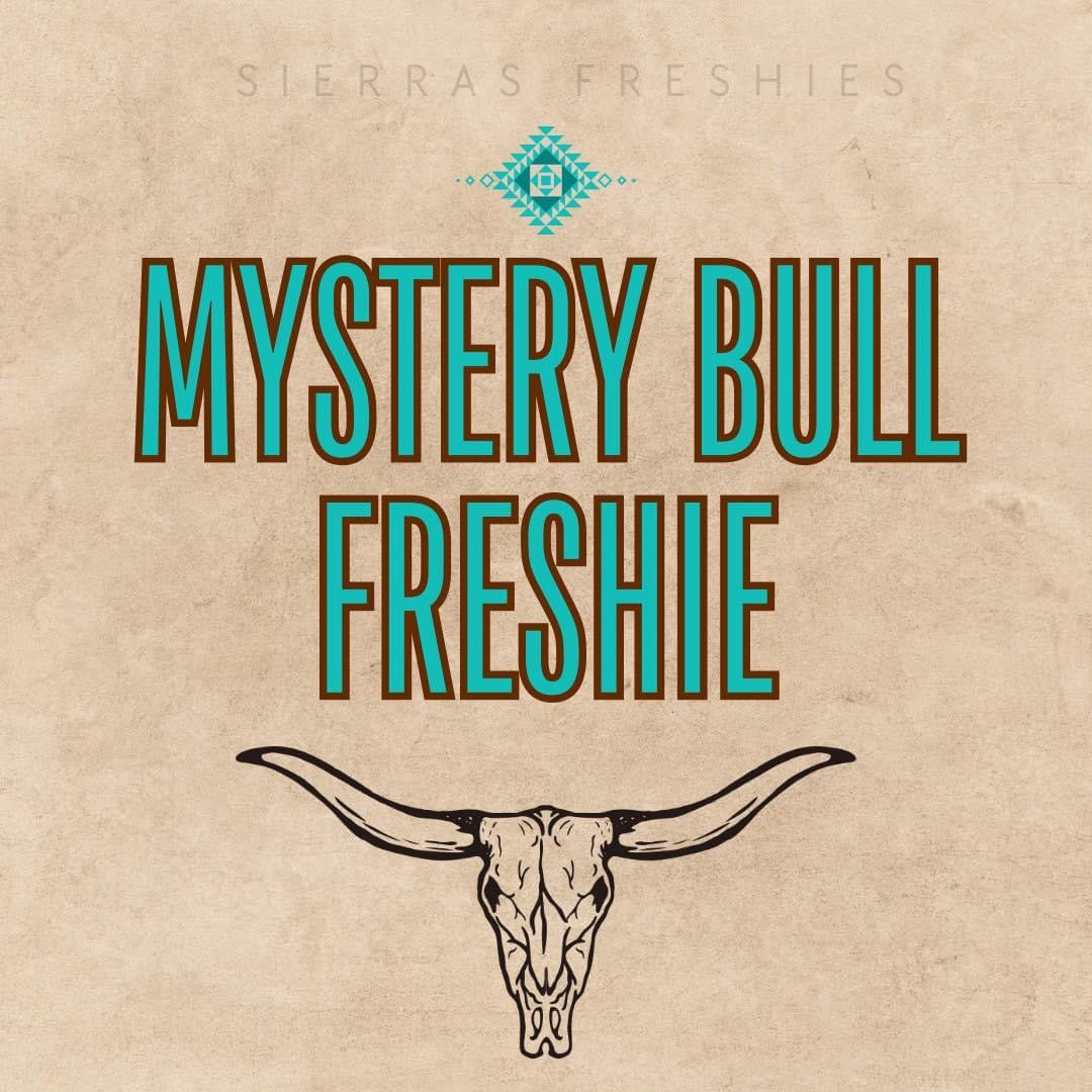 Mystery Large Aztec Bull